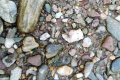 Přírodověda v 5. A