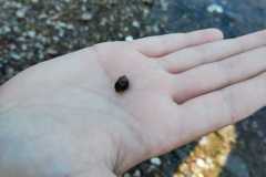 Přírodověda v 5. A