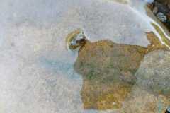 Přírodověda v 5. A