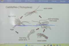 Přírodověda v 5. A